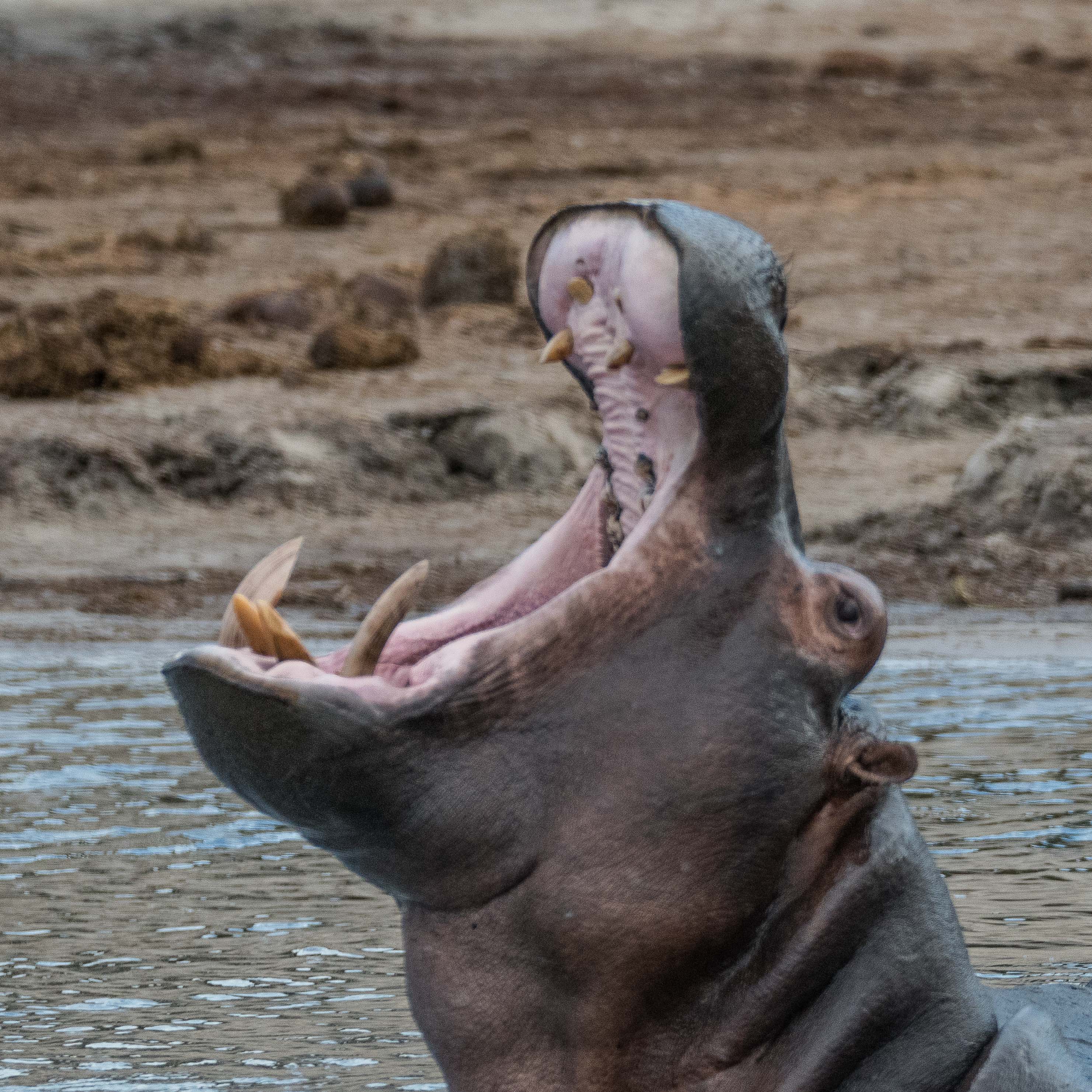 Hippopotame amphibie ou commun (Hippopotamus ou hippo, Hippopotamus amphibius),  baillement d'un mâle adute, Chobe National Park, Botswana.